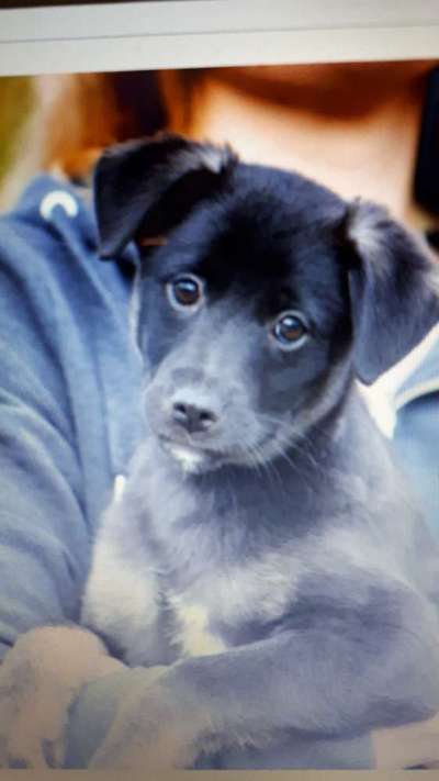 Welpen Bilder !-Beitrag-Bild