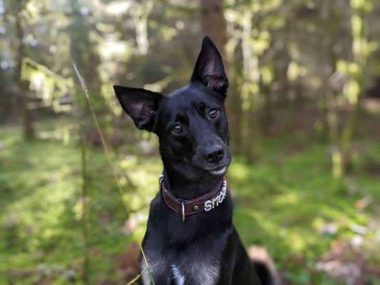 Welpen Bilder !-Beitrag-Bild