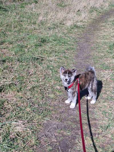 Welpen Bilder !-Beitrag-Bild