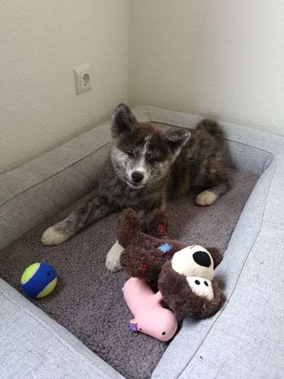 Welpen Bilder !-Beitrag-Bild