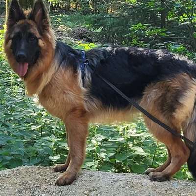 Hundetreffen-Yoja sucht SpielpartnerInnen-Bild