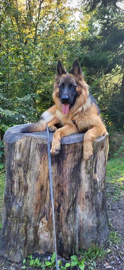 Foto -Challenge  Thema : Dein Hund Im Wald-Beitrag-Bild