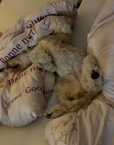 Darf der Hund bei Euch im Bett schlafen?-Beitrag-Bild