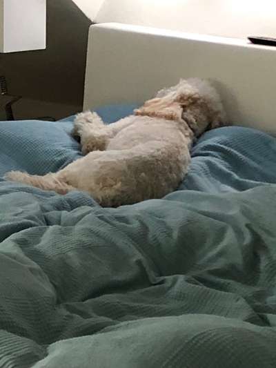 Darf der Hund bei Euch im Bett schlafen?-Beitrag-Bild