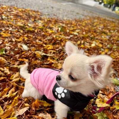 Hundetreffen-Welpentreffen/Mini- Hunde Spiel Treffen-Bild