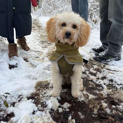Hundetreffen-Spielrunde in Pottenbrunn-Bild