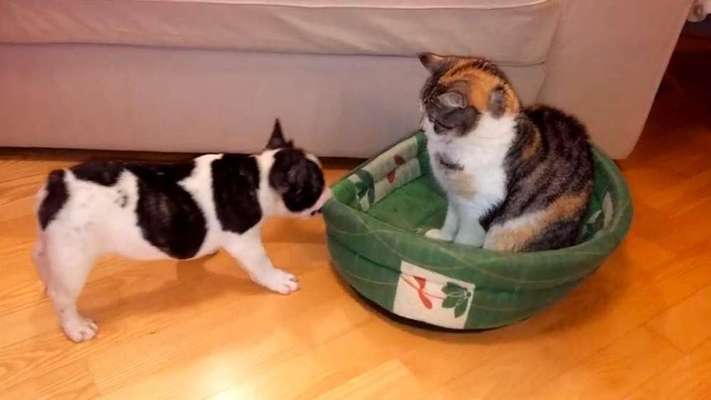 Hunde Memes-Beitrag-Bild