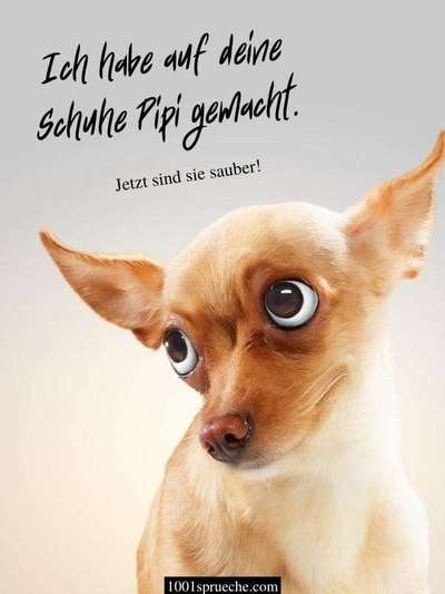 Hunde Memes-Beitrag-Bild