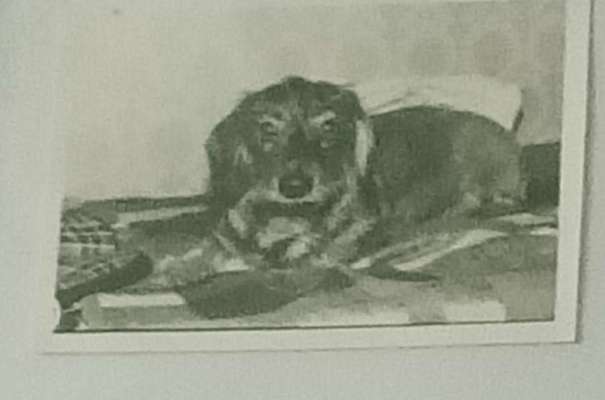 Hunderunde-Beitrag-Bild