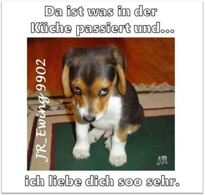 Hunde Memes-Beitrag-Bild