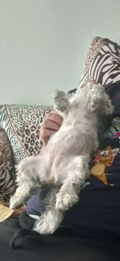 Hunde Memes-Beitrag-Bild