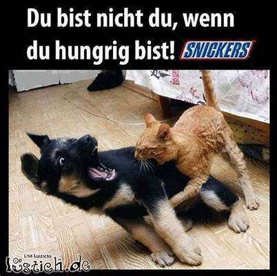 Hunde Memes-Beitrag-Bild