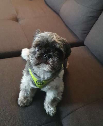 Halsband oder Geschirr?-Beitrag-Bild