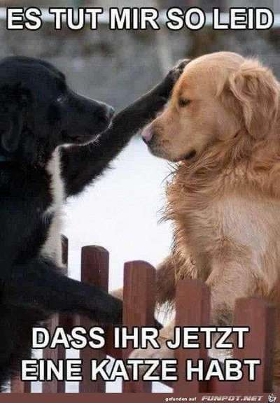Hunde Memes-Beitrag-Bild