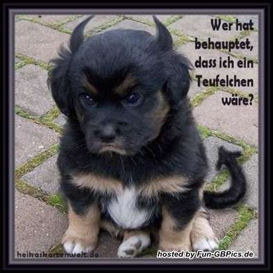 Hunde Memes-Beitrag-Bild