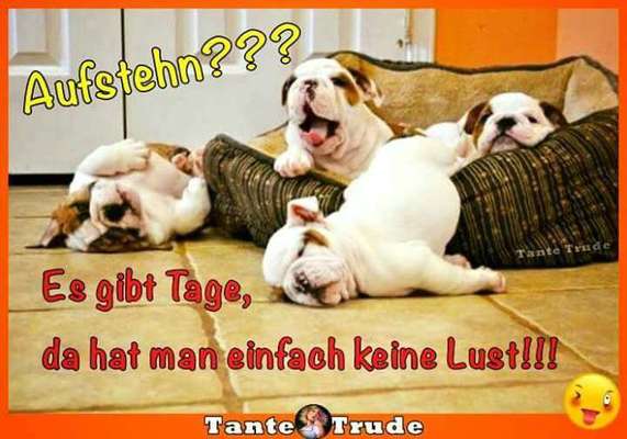 Hunde Memes-Beitrag-Bild
