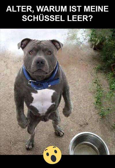 Hunde Memes-Beitrag-Bild