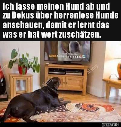 Hunde Memes-Beitrag-Bild