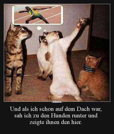 Hunde Memes-Beitrag-Bild
