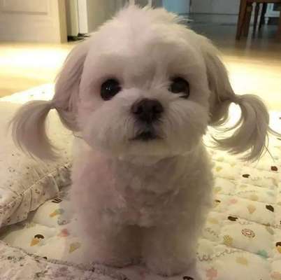 Hunde Memes-Beitrag-Bild