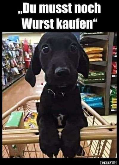 Hunde Memes-Beitrag-Bild