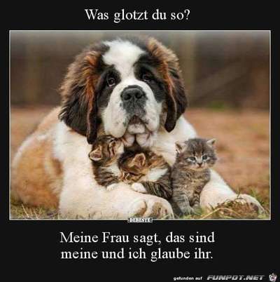 Hunde Memes-Beitrag-Bild