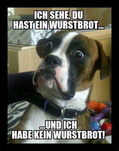 Hunde Memes-Beitrag-Bild