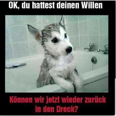Hunde Memes-Beitrag-Bild