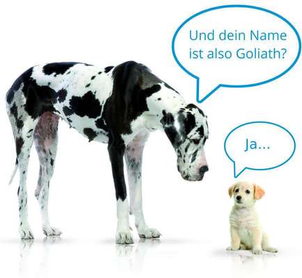 Hunde Memes-Beitrag-Bild