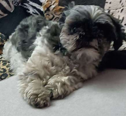 Schneideverbot für Vibrissen-Beitrag-Bild