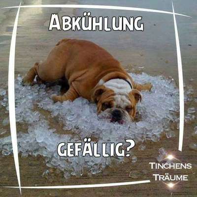 Hunde Memes-Beitrag-Bild