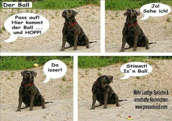 Hunde Memes-Beitrag-Bild