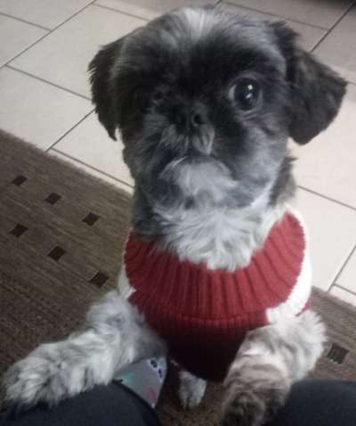 Shih Tzu von Jung bis Senioren-Beitrag-Bild