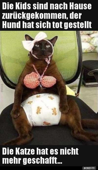 Hunde Memes-Beitrag-Bild