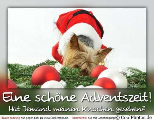 Hunde Memes-Beitrag-Bild