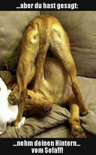 Hunde Memes-Beitrag-Bild