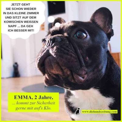 Hunde Memes-Beitrag-Bild