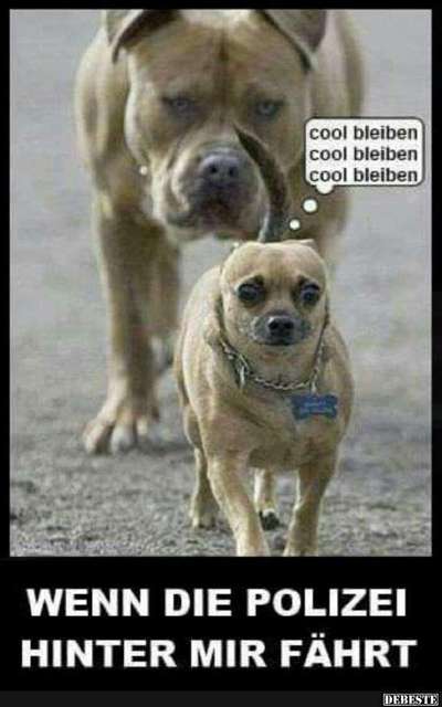 Hunde Memes-Beitrag-Bild
