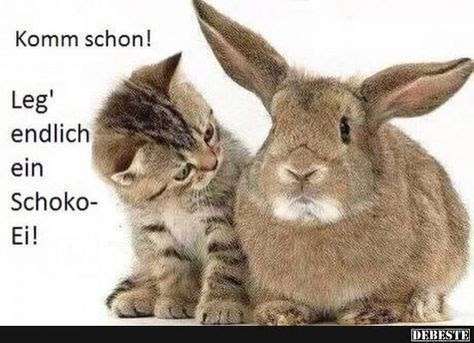 Hunde Memes-Beitrag-Bild