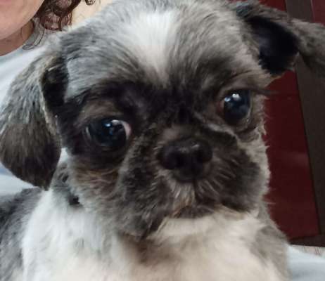 Shih Tzu von Jung bis Senioren-Beitrag-Bild