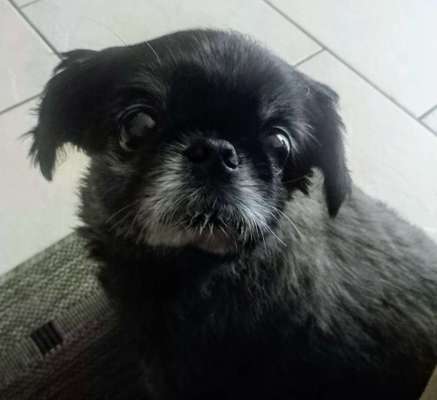 Shih Tzu von Jung bis Senioren-Beitrag-Bild