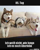 Hunde Memes-Beitrag-Bild