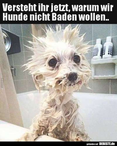 Hunde Memes-Beitrag-Bild