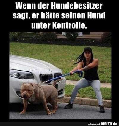 Hunde Memes-Beitrag-Bild