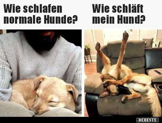Hunde Memes-Beitrag-Bild