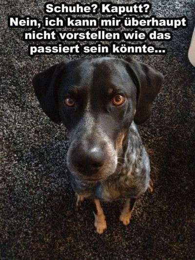 Hunde Memes-Beitrag-Bild