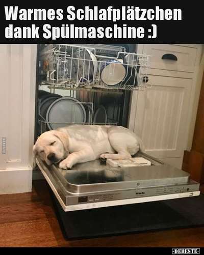 Hunde Memes-Beitrag-Bild
