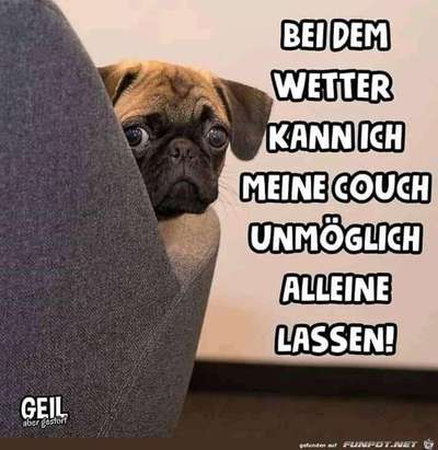 Hunde Memes-Beitrag-Bild