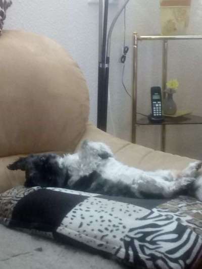 Hands,äh Pfoten up in the Air-Beitrag-Bild