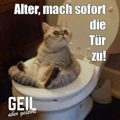 Hunde Memes-Beitrag-Bild